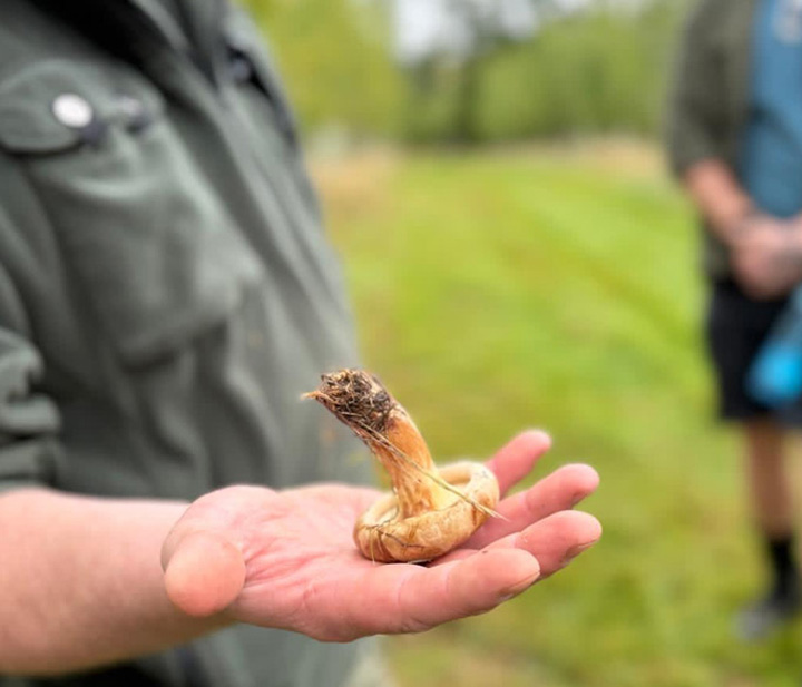 Foraging workshop at Northern Woodcraft.